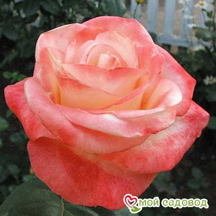 Любовь садоводов к Перло - Pearl (Bush Rose)